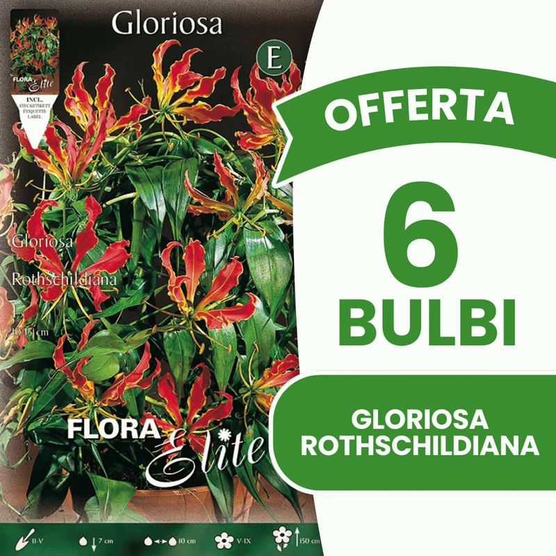 OFFERTA 6 BULBI DI GLORIOSA ROTHSCHILDIANA (Copia)