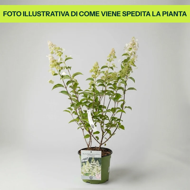 Hydrangea Paniculata Confetti in Vaso da 18cm
