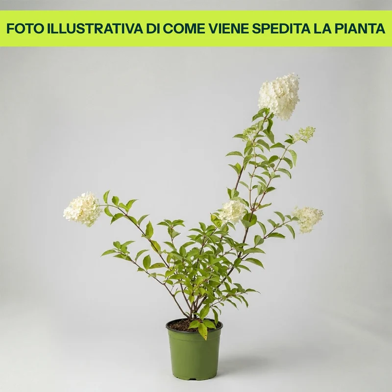 Hydrangea Paniculata “Pixio” in Vaso da 18cm