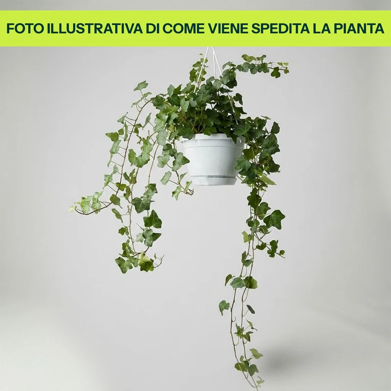 Edera Verde in Basket da 17cm