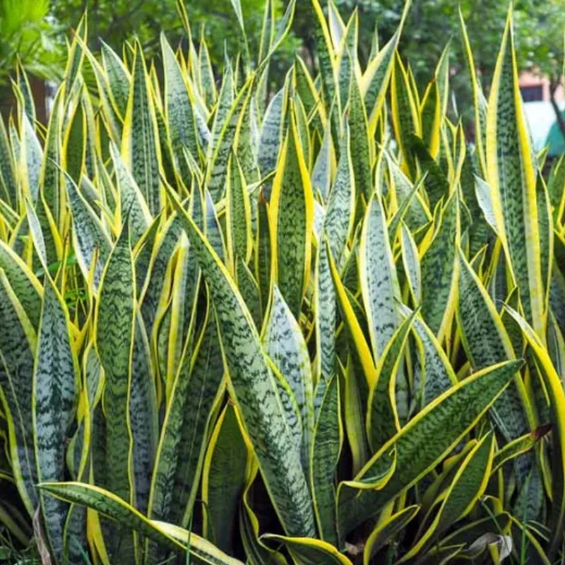 Sansevieria Laurentii in Vaso da 17cm