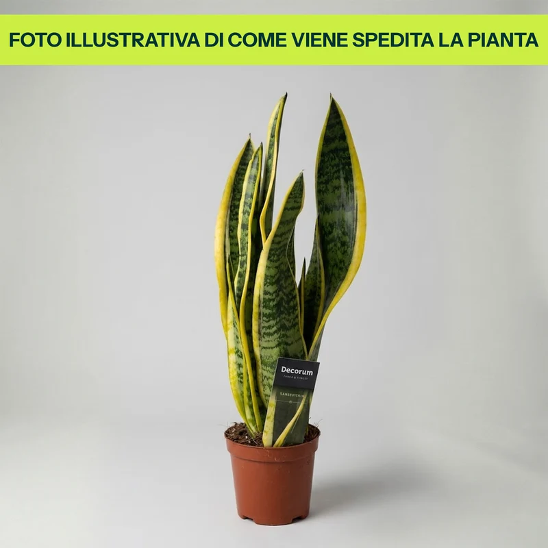 Sansevieria Laurentii in Vaso da 14cm
