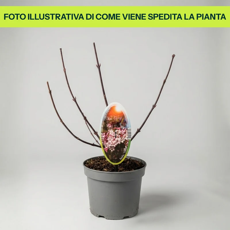 Viburnum Bodnantense Dawn in Vaso da 15cm