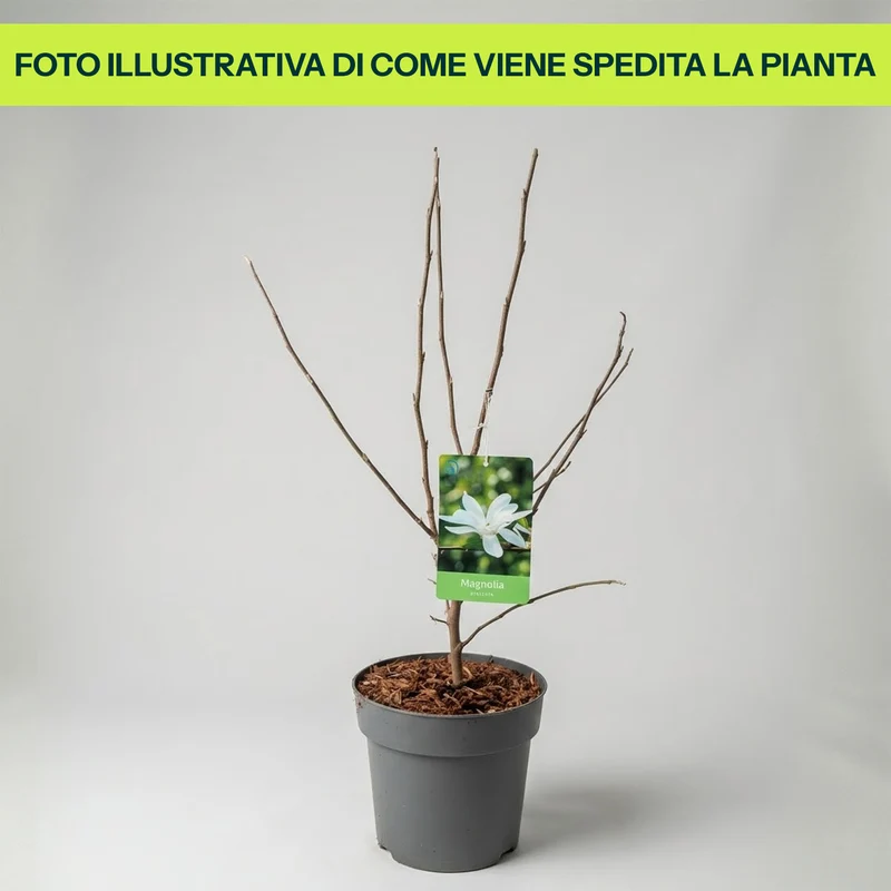 Magnolia Stellata in Vaso da 21cm