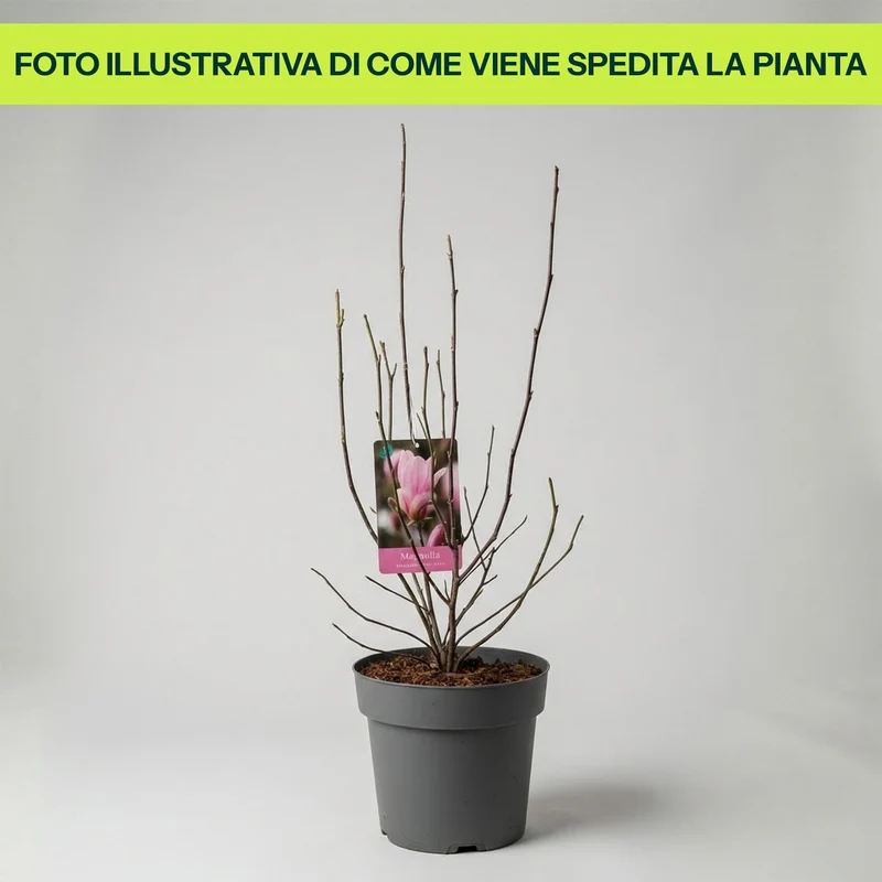 Magnolia Henry King in Vaso da 21cm
