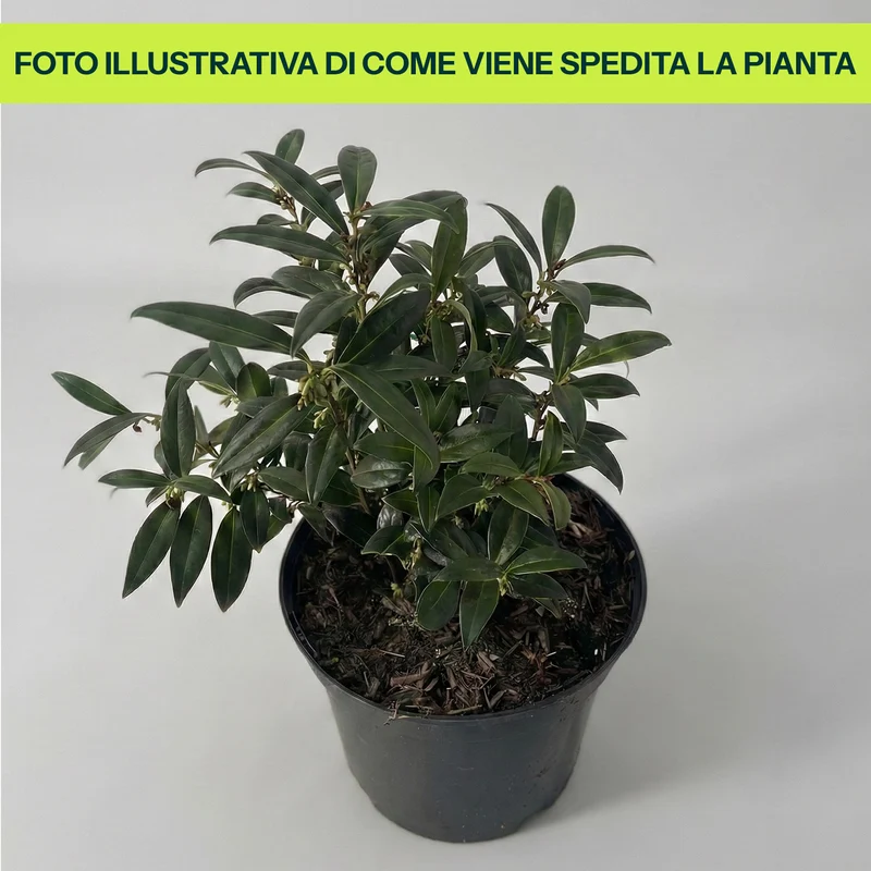 Sarcococca Humilus in Vaso da 17cm