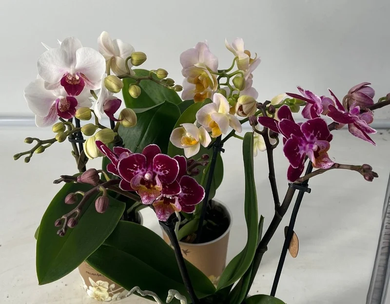 Orchidea Phalaenopsis Kolibrie in Vaso da 9cm Colori Assortiti