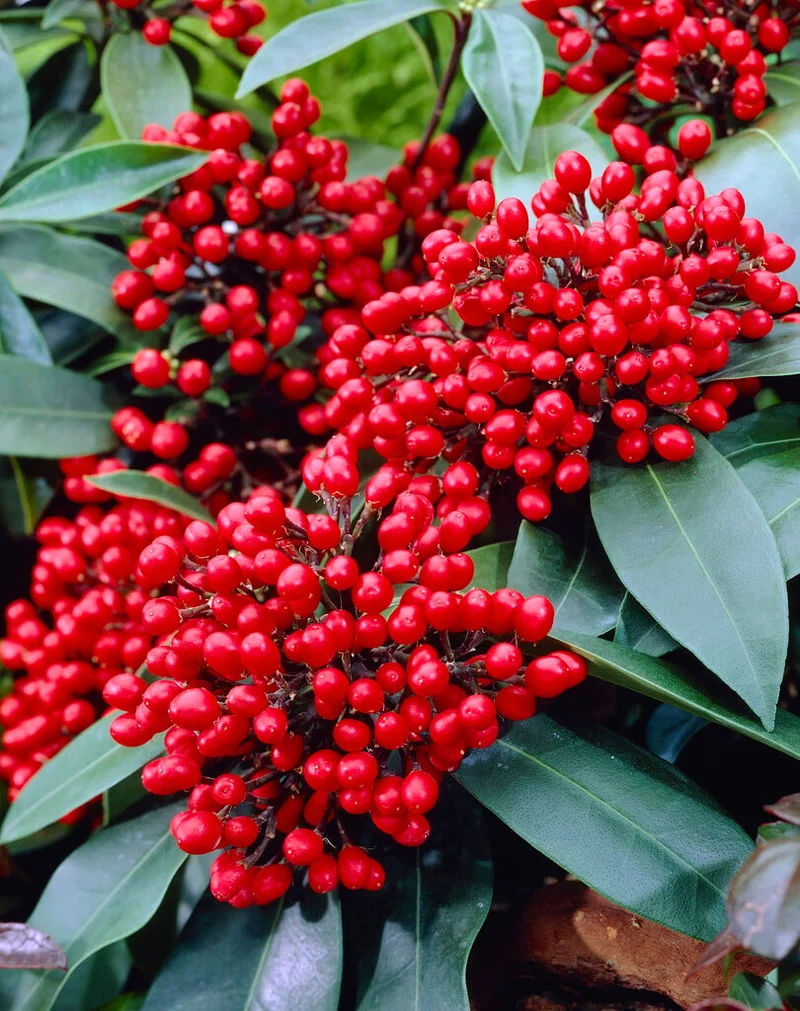 SKIMMIA IN VASO DA 14CM