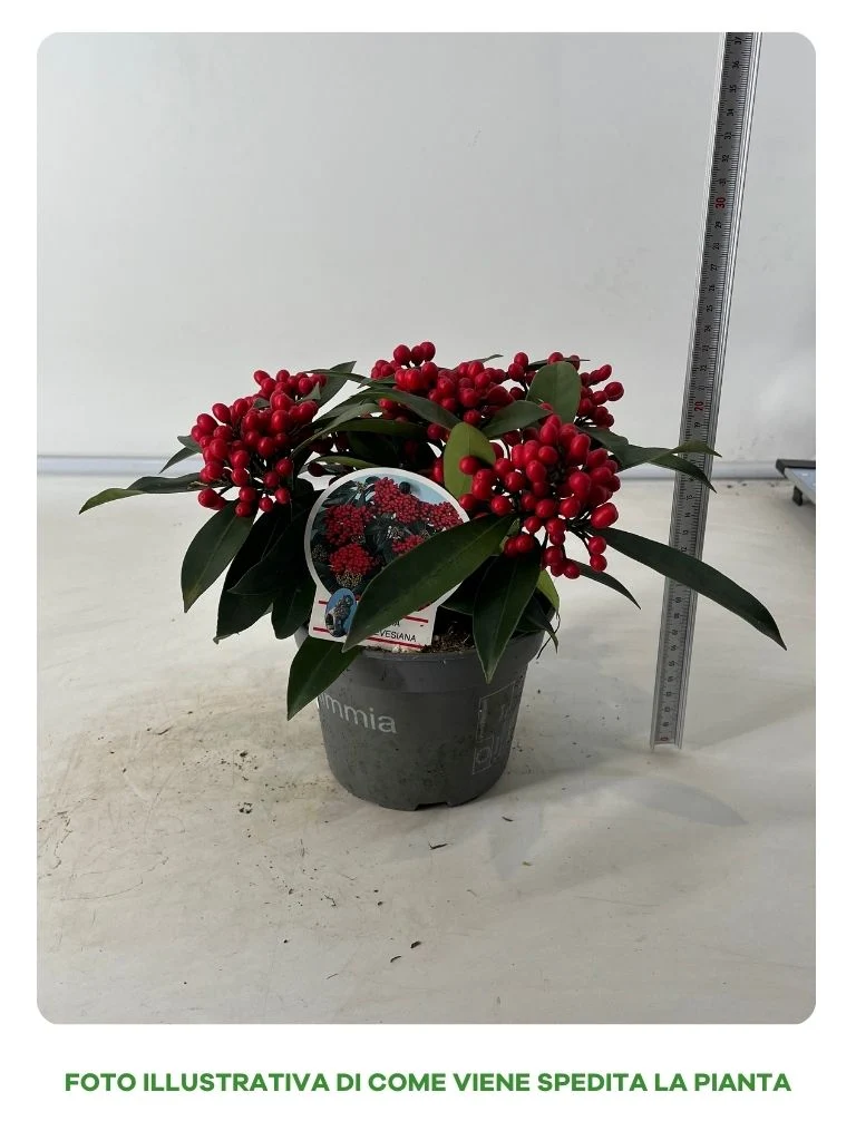 SKIMMIA IN VASO DA 14CM