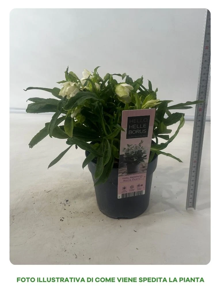HELLEBORUS ORIENTALIS PEARL BIANCO IN VASO DA 14CM