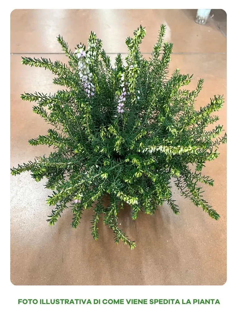 ERICA DARLEYENSIS ROSA IN VASO DA 12CM