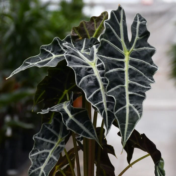 ALOCASIA POLLY IN VASO DA 12CM