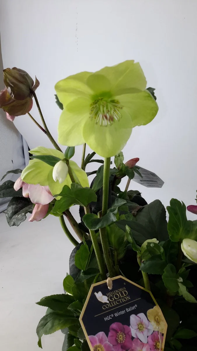 HELLEBORUS WINTER BALLET IN VASO DA 13CM COLORI ASSORTITI BIANCO, ROSA, ROSA SCURO