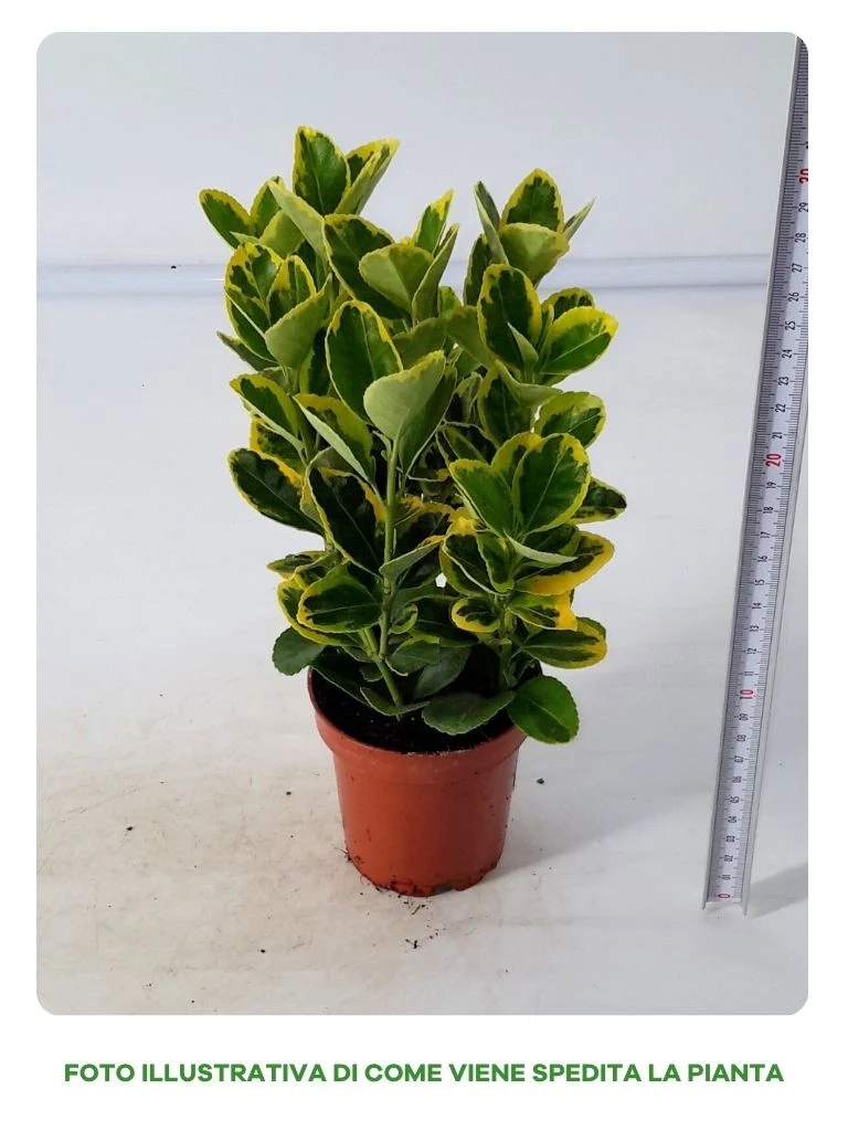 EUONYMUS AUREOMARGINATO IN VASO DA 9CM