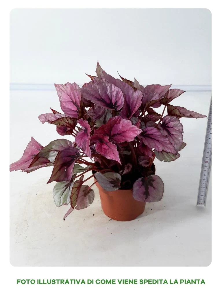 BEGONIA BELEAF INCA FLAME IN VASO DA 12CM