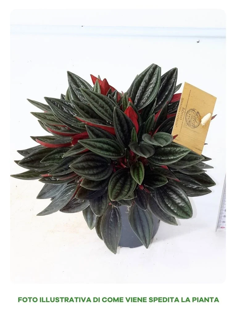 PEPEROMIA CAP ROSSO IN VASO DA 12CM