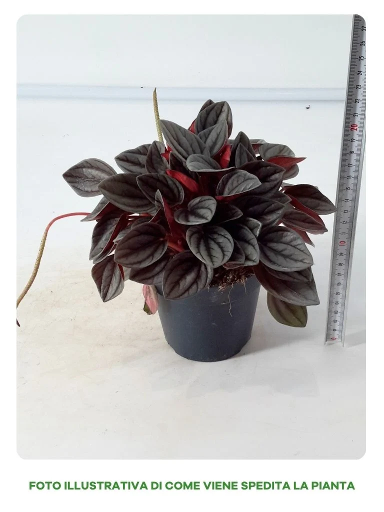 PEPEROMIA SANTORINI IN VASO DA 12CM