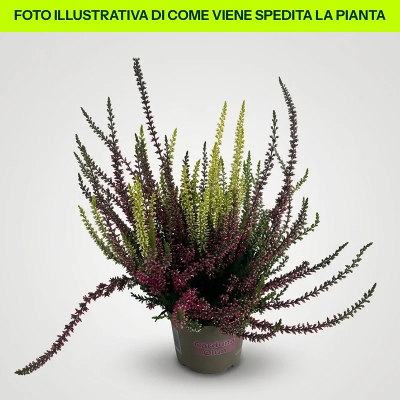 CALLUNA VULGARIS TRICOLOR IN VASO DA 12CM