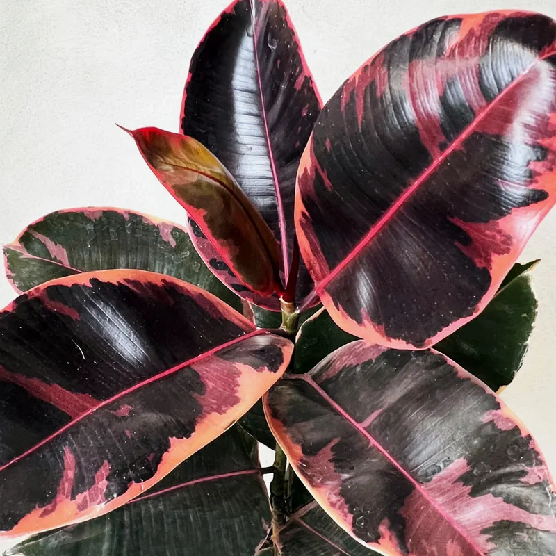 FICUS RUBY IN VASO DA 12CM