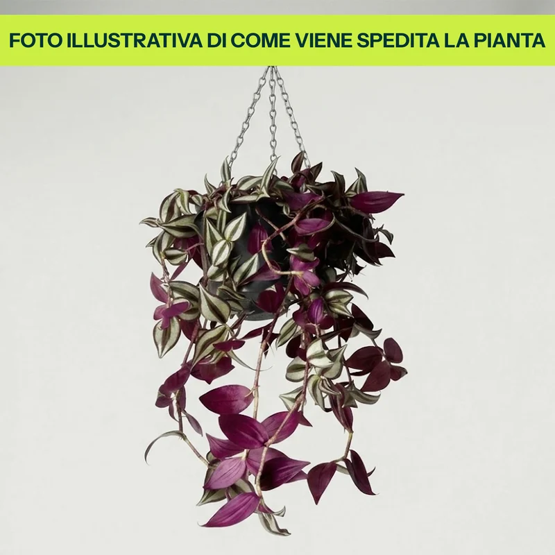 TRADESCANTIA IN VASO DA 18CM