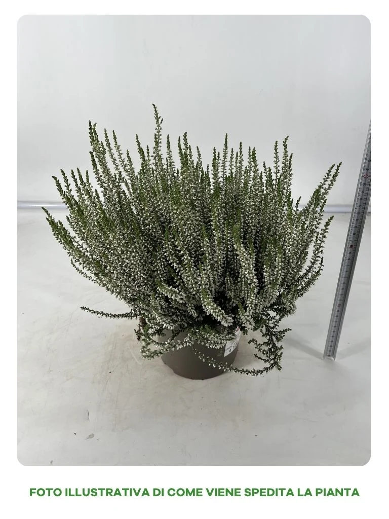 CALLUNA GARDEN GIRL BIANCA IN VASO DA 17CM