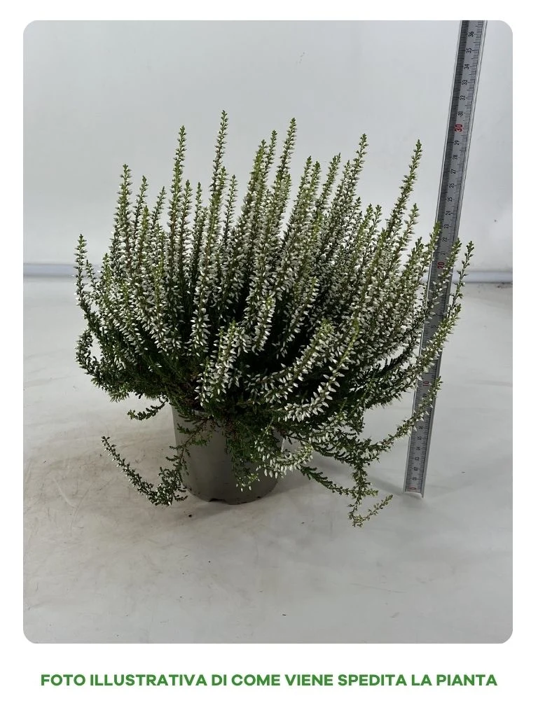 CALLUNA GARDEN GIRL BIANCA IN VASO DA 12CM