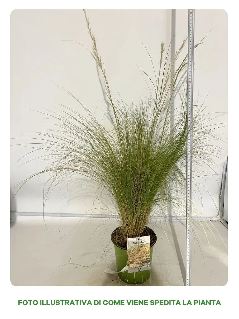 STIPA ICHU IN VASO DA 18CM