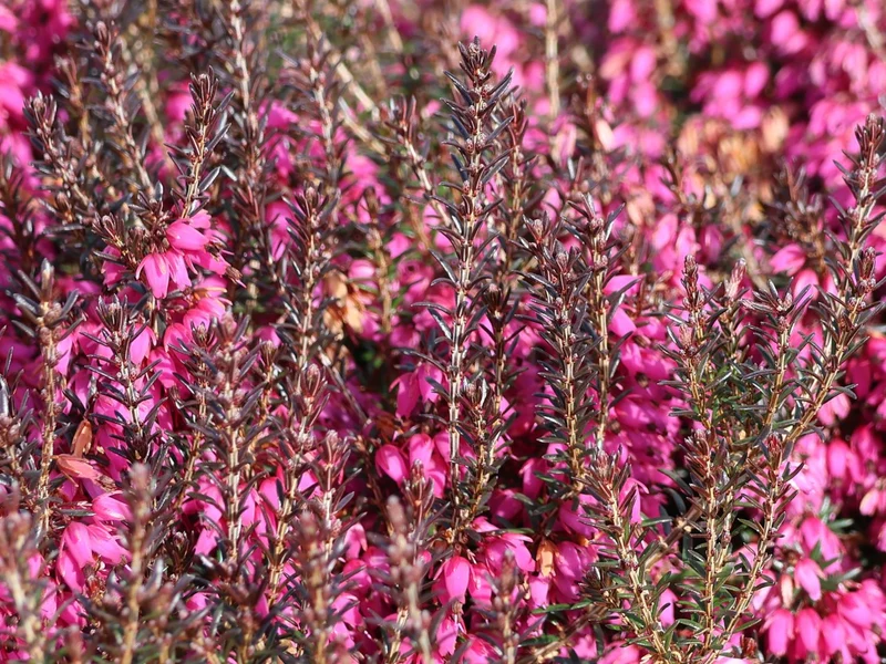 ERICA WINTER LADIES IN CIOTOLA DA 23CM