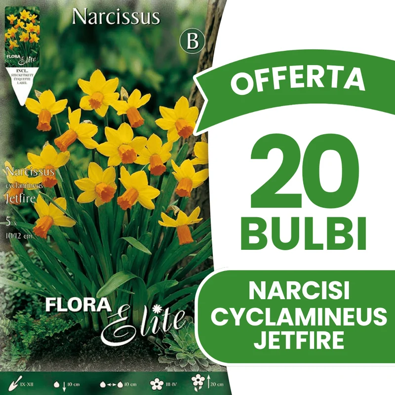 OFFERTA 20 BULBI NARCISO CYCLAMINEUS JETFIRE