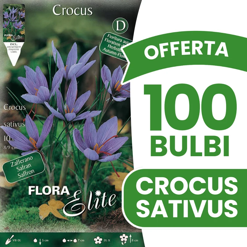 OFFERTA 100 BULBI CROCUS SATIVUS