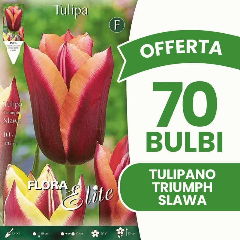 OFFERTA 70 BULBI TULIPANO TRIUMPH SLAWA