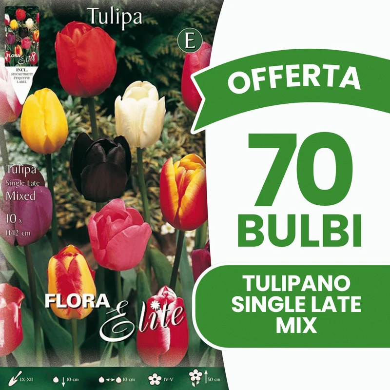 OFFERTA 70 BULBI TULIPANO SINGLE LATE MIX DI COLORI
