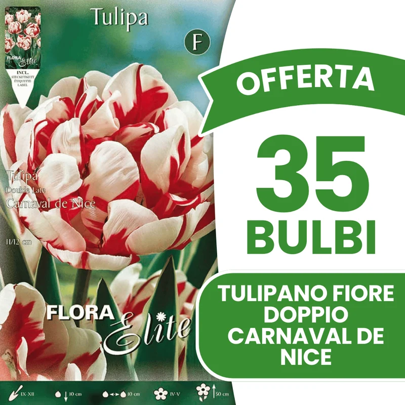 OFFERTA 35 BULBI TULIPANO FIORE DOPPIO CARNAVAL DE NICE