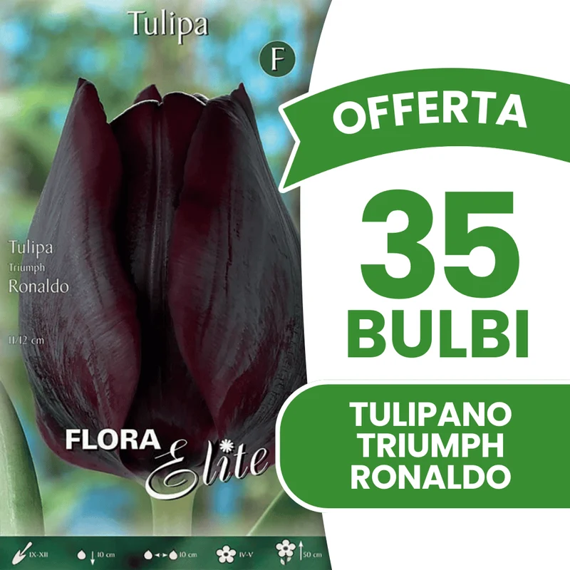OFFERTA 35 BULBI TULIPANO TRIUMPH RONALDO