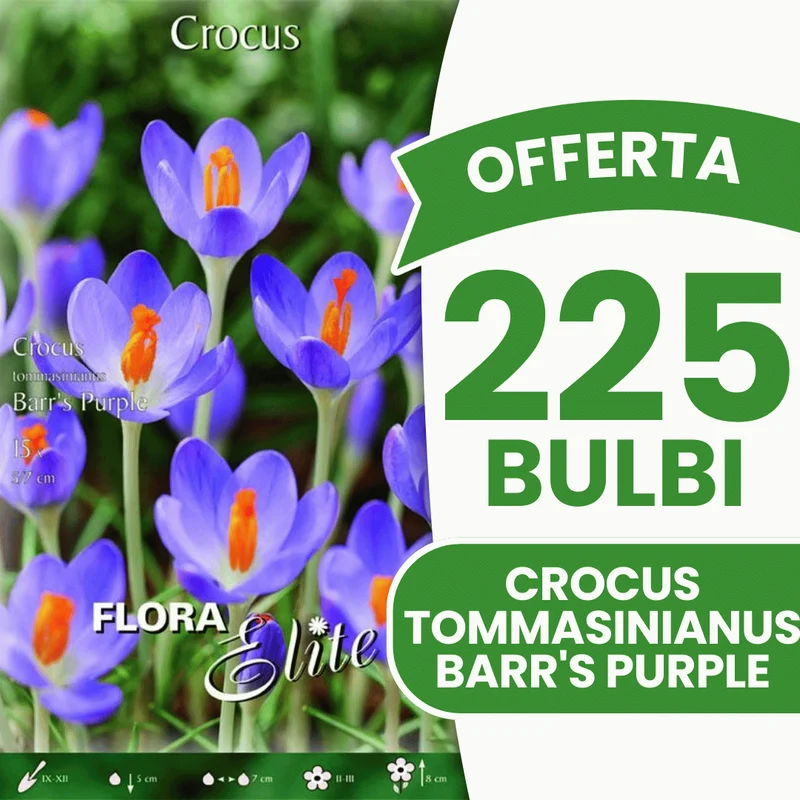 OFFERTA 225 BULBI CROCUS TOMMASINIANUS BARR'S PURPLE