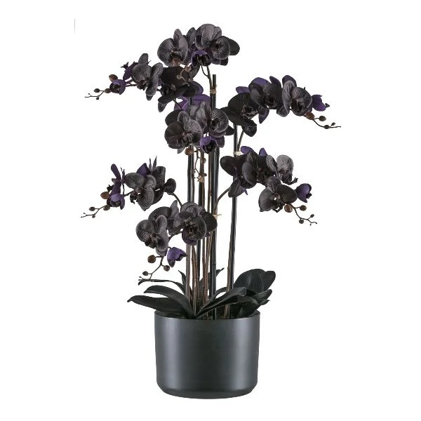 Orchidea Phalaenopsis 7,77cm, Vaso Ceramica Nero 22x16,5cm