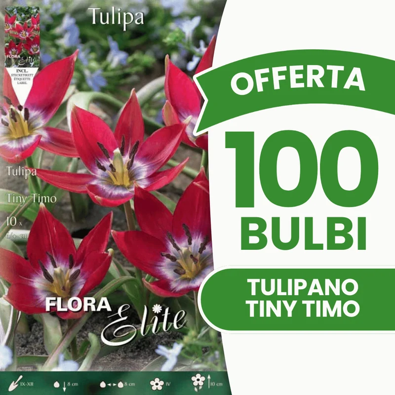 OFFERTA 100 BULBI TULIPANO TINY TIMO