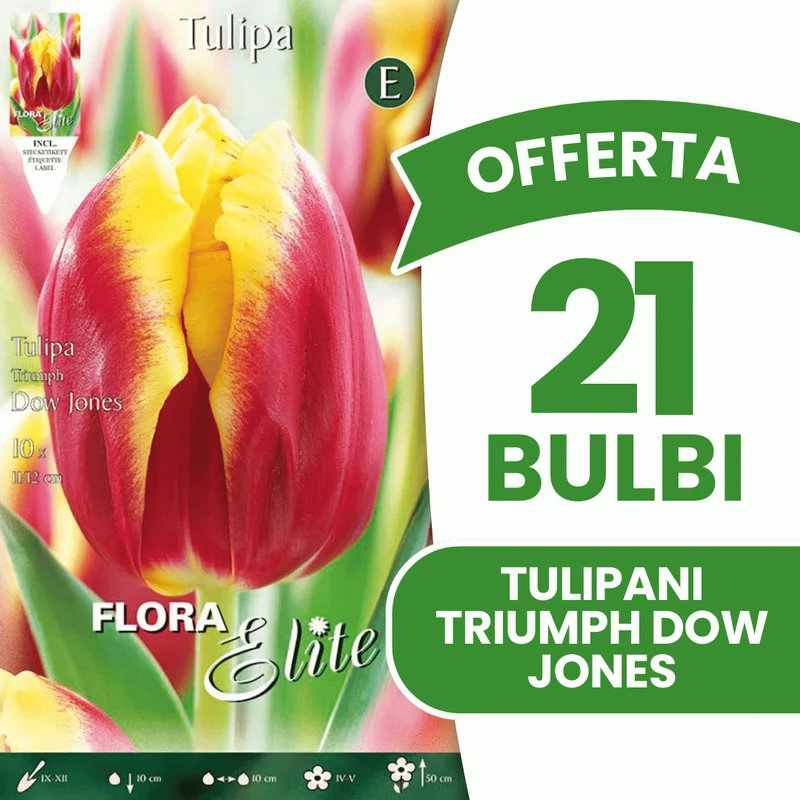 OFFERTA 21 BULBI TULIPANO TRIUMPH DOW JONES