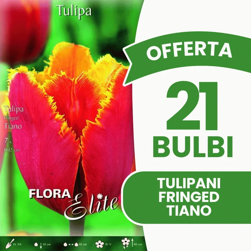 OFFERTA 21 BULBI TULIPANO FRINGED TIANO