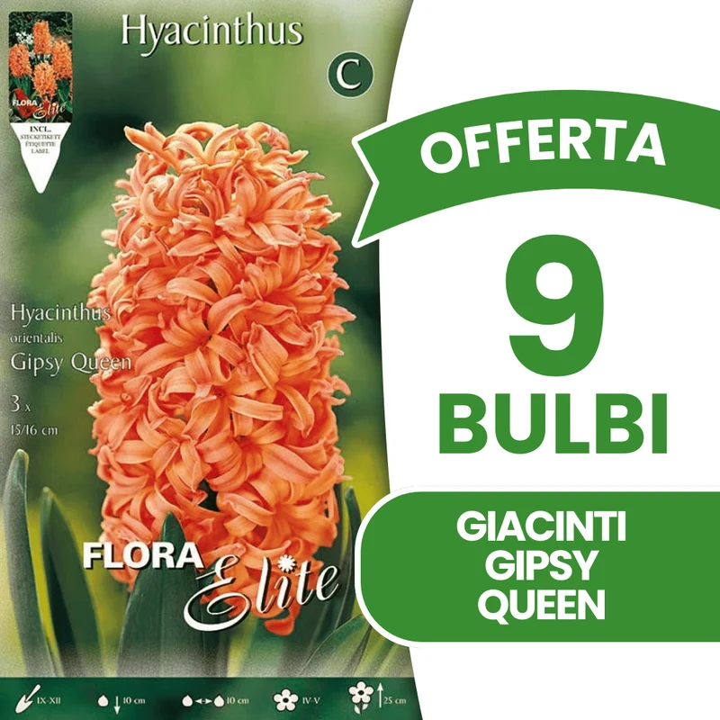 OFFERTA 9 BULBI GIACINTO GIPSY QUEEN
