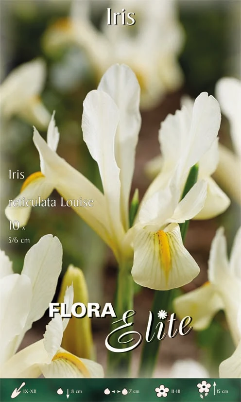 IRIS RETICULATA LOUISE (CONFEZIONE DA 10 BULBI)