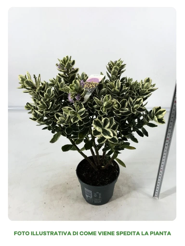 HEBE ADDENDA VARIEGATO IN VASO DA 12CM