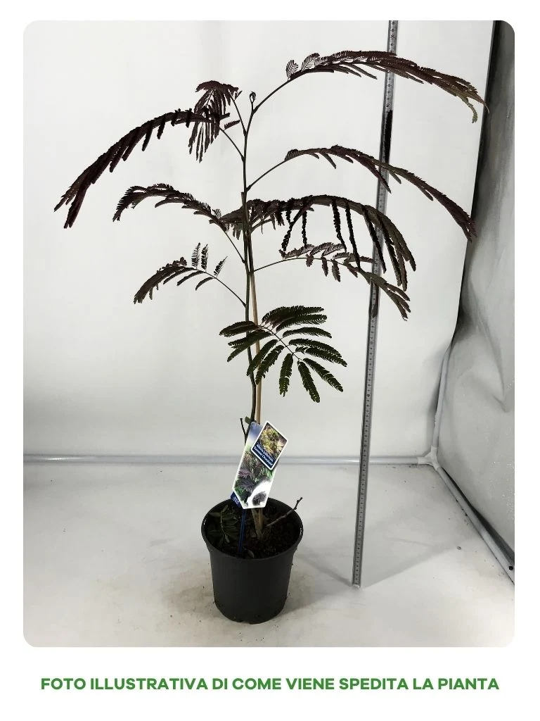 ALBIZIA JULIBRISSIN SUMMER CHOCOLATE IN VASO DA 19CM