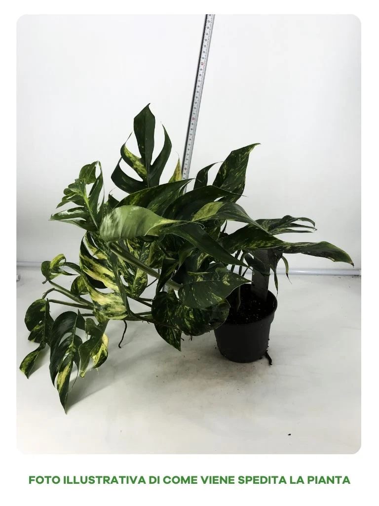 EPIPREMNUM GOLDFINGER IN VASO DA 17CM
