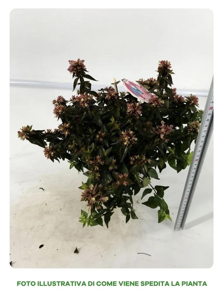 ABELIA IN VASO DA 13CM VARIETA' ASSORTITA