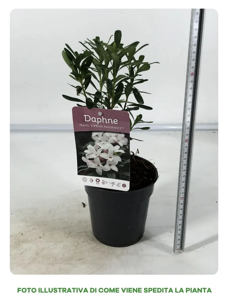 DAPHNE ETERNAL FRAGRANCE IN VASO DA 13CM