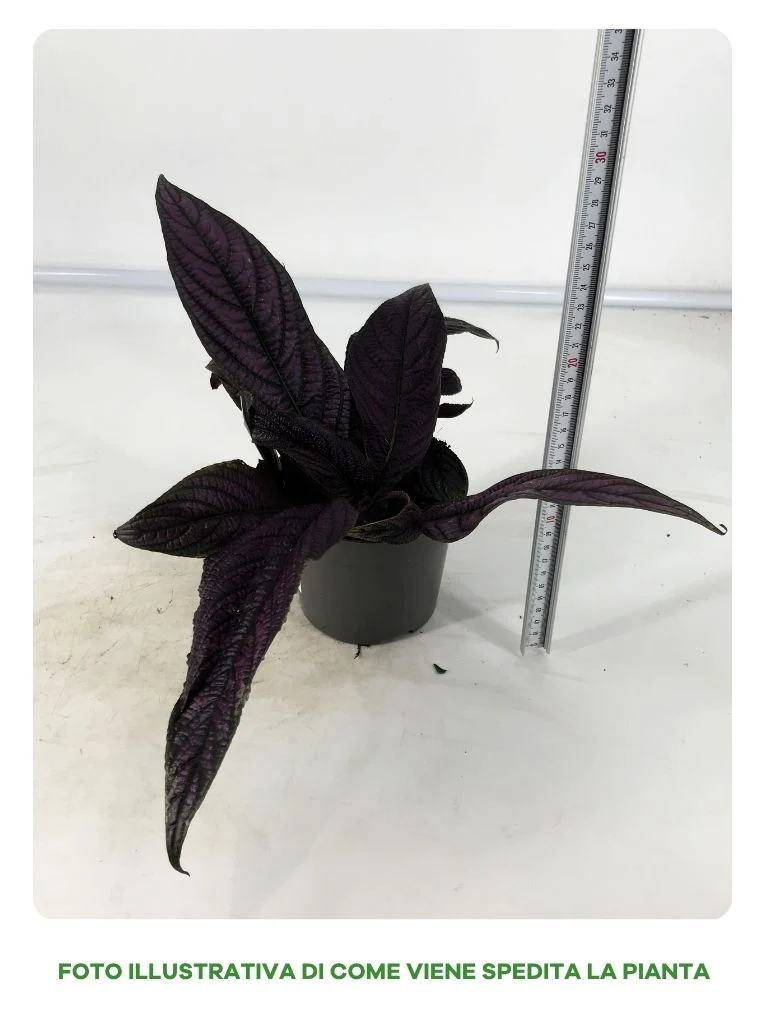 STROBILANTHES VIOLA IN VASO DA 13CM