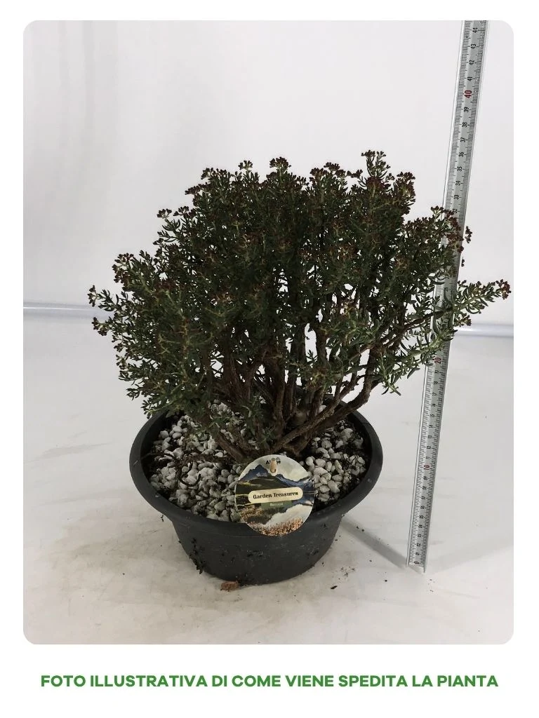 CRASSULA SARCOCAULIS IN VASO DA 22CM