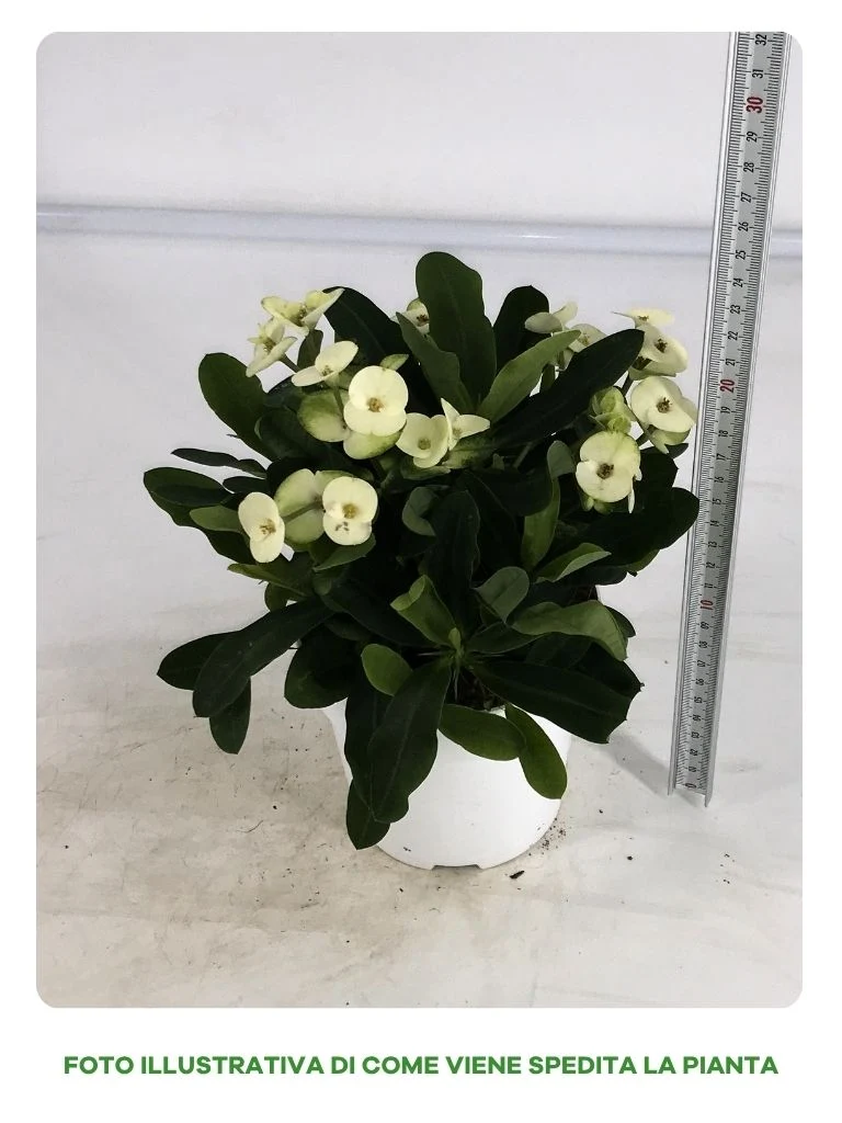 EUPHORBIA MILLI BIANCA IN VASO DA 14CM