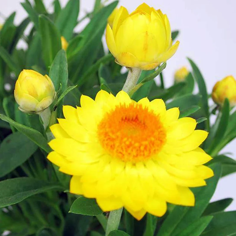 ELICRISO FIORE DI CARTA IN VASO DA 11CM COLORI ASSORTITI